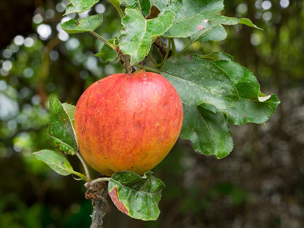 USA-Washington State Ripe apple hanging on tree limb